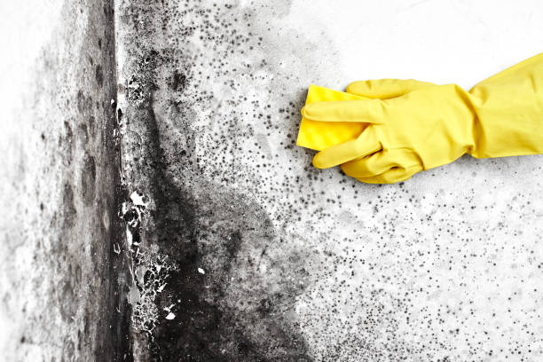 Attic Mold Removal in Washington, GA