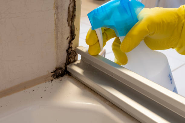 Best Certified Mold Removal  in Washington, GA