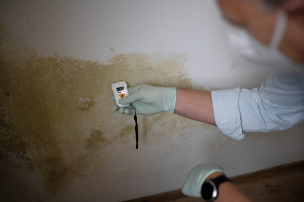 Best Crawl Space Mold Removal  in Washington, GA