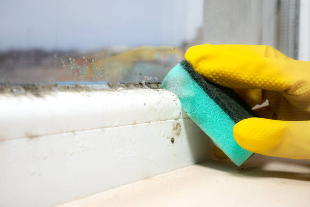 Best Toxic Mold Removal  in Washington, GA