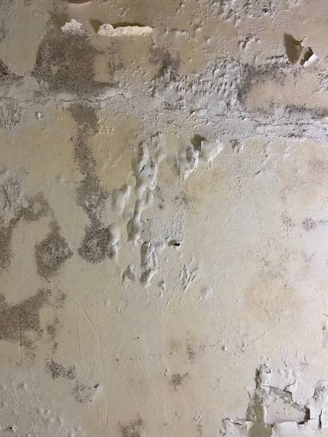 Best Mold Cleaning Services  in Washington, GA