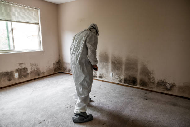 Professional Mold Removal in Washington, GA