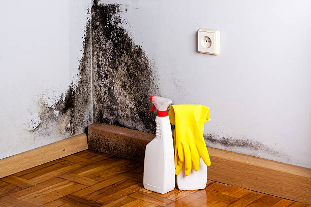 Best Mold Testing  in Washington, GA