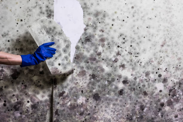 Best Best Mold Removal Companies  in Washington, GA