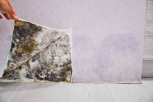 Best Toxic Mold Removal  in Washington, GA